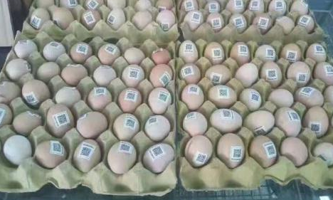 雞蛋二維碼質量可追溯性係統價格多少？