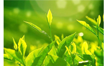 茶葉草莓视频在线污下载溯源係統具有哪些優勢價值？
