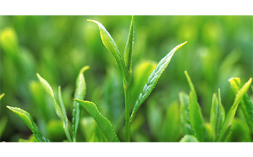 茶葉質量追溯管理係統可以實現哪些功能？具有哪些優點？