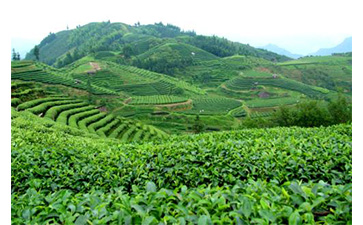 茶葉質量追溯管理係統可以實現哪些功能？具有哪些優點？