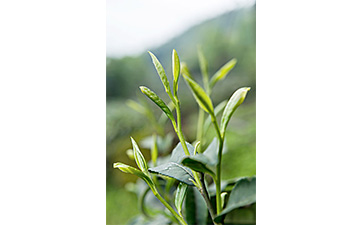 茶葉二維碼草莓视频在线污下载標簽可以帶來哪些優勢價值已經特點？